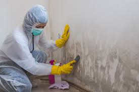 Best Mold Prevention Services  in Brilliant, OH